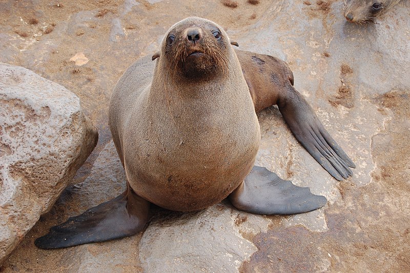 File:Seals at Cape Cross, Namibia (3045698033).jpg