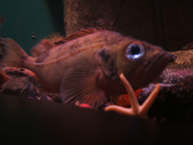 File:Sebastes-marinus-aquarium.jpg