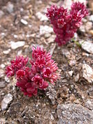 Sedum atratum