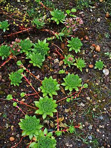 Sempervivum marmoreum Habitus