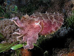 Sepia latimanus (Reef cuttlefish) dark coloration.jpg