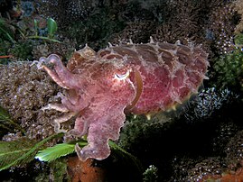 Une seiche à grandes mains‎ (Sepia latimanus) dans un récif corallien du Timor oriental. (définition réelle 2 478 × 1 859)