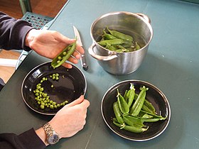 Shelling peas (removing them from the pod)