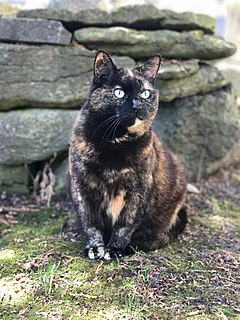Tortoiseshell cat two-color coat coloring found almost exclusively in female cats