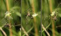 * Nomination: Silver argiope (Argiope argentata) with victim (a bush cricket), Jamaica --Charlesjsharp 10:16, 15 May 2016 (UTC) * * Review needed