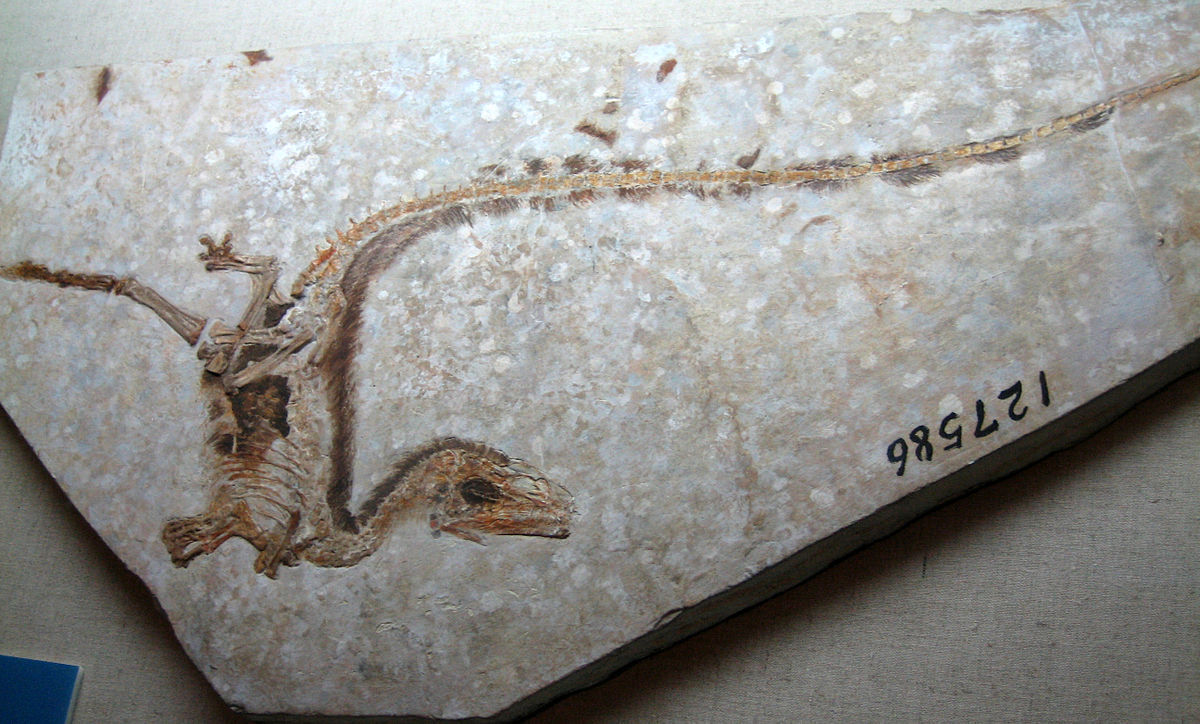 Resultado de imagen de sinosauropteryx