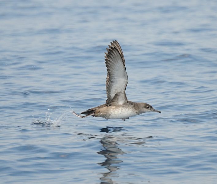 File:Skua 20100427 160205 04 (12560078934).jpg