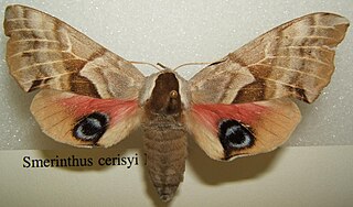 <i>Smerinthus cerisyi</i> Species of moth