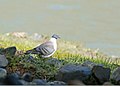 Snow Pigeon (Columba leuconota) (27893390110).jpg