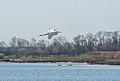 * Nomination Snowy egret flying in Marine Park (Brooklyn, New York) --Rhododendrites 03:09, 26 April 2020 (UTC) * Promotion  Support Good quality -- Johann Jaritz 03:31, 26 April 2020 (UTC)