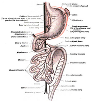 Drugi stadijum razvoja intestinalnog kanala i trbušne maramice, gledano od napred (dijagramski). Jetra je ukloljena i dva sloja ventralnog mezogastrijuma (lesser omentum) su isečena. Sudovi su prikazani crnom bojaom, a peritoneum crevenom