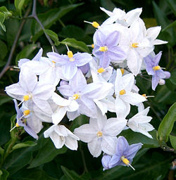 Solanum laxum - Wikipedia, la enciclopedia libre