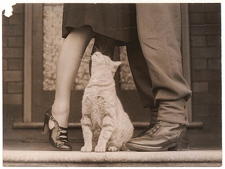 Soldier's goodbye and Bobbie the cat, Sydney, about 1942, by Sam Hood