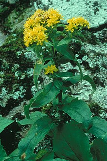 Solidago spithamaea FWS-1.jpg