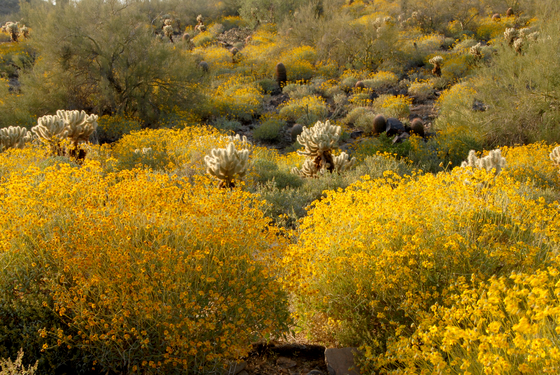 Sonoran Desert, bajada of the McDowell Mountains. After a wet winter, the slopes are cloaked in yellow brittlebush (Encelia farinosa), punctuated by jumping chollas, barrel cactus, and palo verdes.