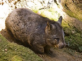 Lasiorhinus: Geslacht van buideldieren uit de familie wombats