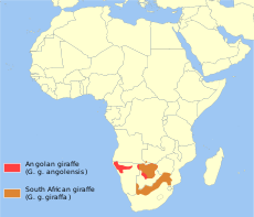 Southern giraffe distribution.svg