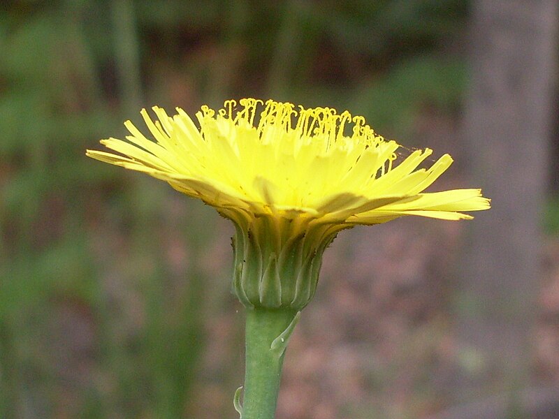 File:Sowthistle (3213914743).jpg