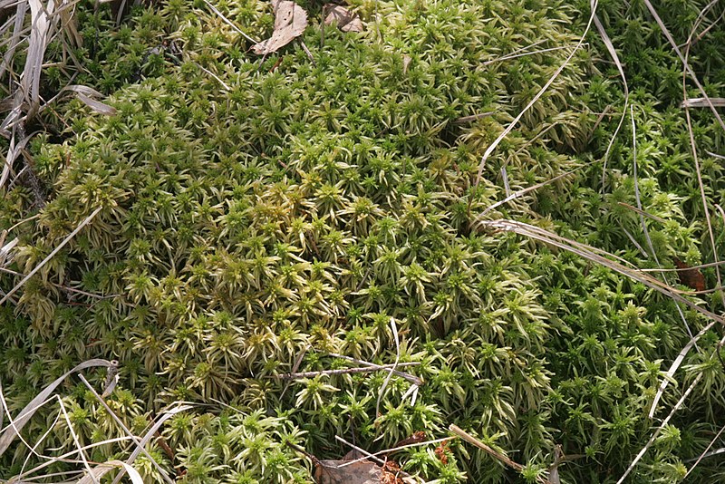 File:Sphagnum girgensohnii (a, 150137-481740) 7008.JPG