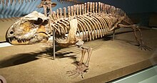 Squelette de Sphenacodon, un proche parent du dimétrodon ayant une crête dorsale moins volumineuse.