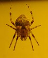 Unknown spider in w:Oregon, USA.