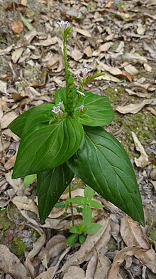 Spigelia anthelmia L. - Flickr - Alex Popovkin, Bahia, Brazil (1).jpg