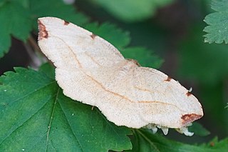<i>Spilopera</i> Genus of moths
