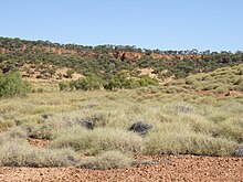 Spinifex Manzarası, Queensland, Avustralya