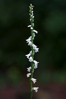 <i>Spiranthes tuberosa</i> species of plant