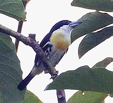 Spot-tojli Barbet, məhsul.jpg