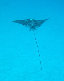 A spotted eagle ray Spotted eagle ray.jpg