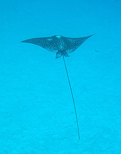 Spotted eagle ray.jpg