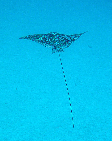 File:Spotted eagle ray.jpg