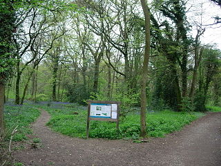 Staffhurst Wood