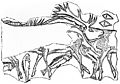 Stags and fishes engraved on reindeer antler. Wellcome M0014978.jpg
