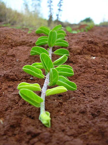 File:Starr-041228-2440-Jacquemontia sandwicensis-growing tip-D4-Kahoolawe (24094607224).jpg