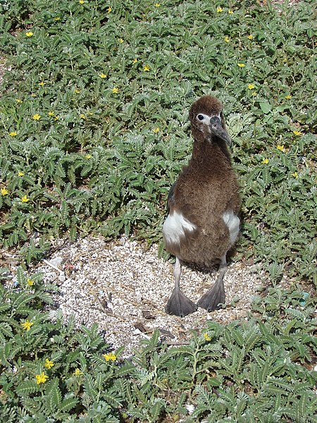 File:Starr-080605-6457-Tribulus cistoides-habit with Laysan albatross chick-Eastern Island-Midway Atoll (24913962955).jpg