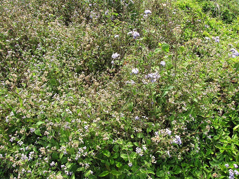 File:Starr-130322-3788-Ageratum houstonianum-on right conyzoides on left-Hanalei NWR-Kauai (25116468741).jpg