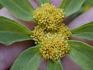<i>Flaveria trinervia</i> Species of flowering plant