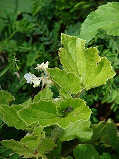 <span class="mw-page-title-main">Begoniaceae</span> Family of flowering plants