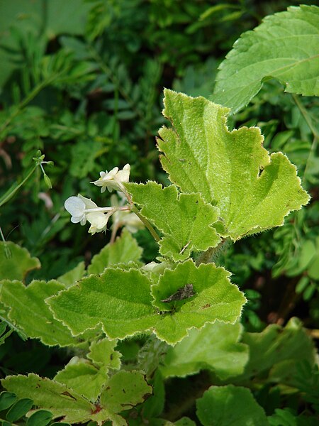 File:Starr 070321-5953 Begonia hirtella.jpg