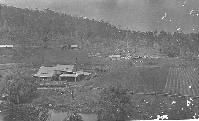 File:StateLibQld 2 293135 Arrowroot growing at Upper Coomera.jpg