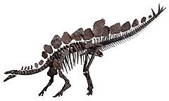 Stegosaurus stenops mounted skeleton.jpg