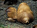 Steller sea lions on Matykil island (NE Sea of Okhotsk)