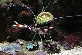 Stenopus hispidus manco atacando