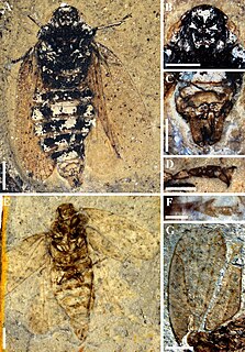 <span class="mw-page-title-main">Sinoalidae</span> Extinct family of true bugs