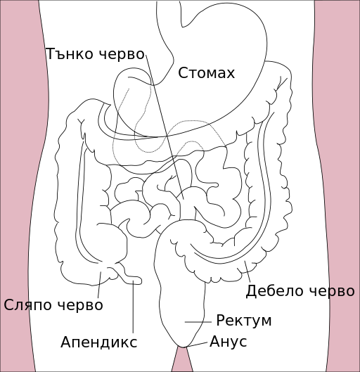 File:Stomach colon rectum diagram-bg.svg