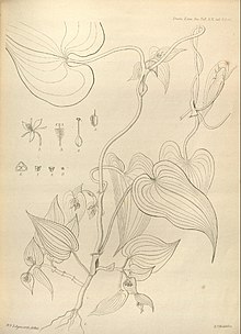 Streptolirion volubile transakcija linnean society 1846 edgeworth.jpeg