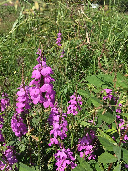 File:Striga hermonthica flowers.jpg