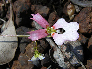 <i>Stylidium calcaratum</i> Species of plant